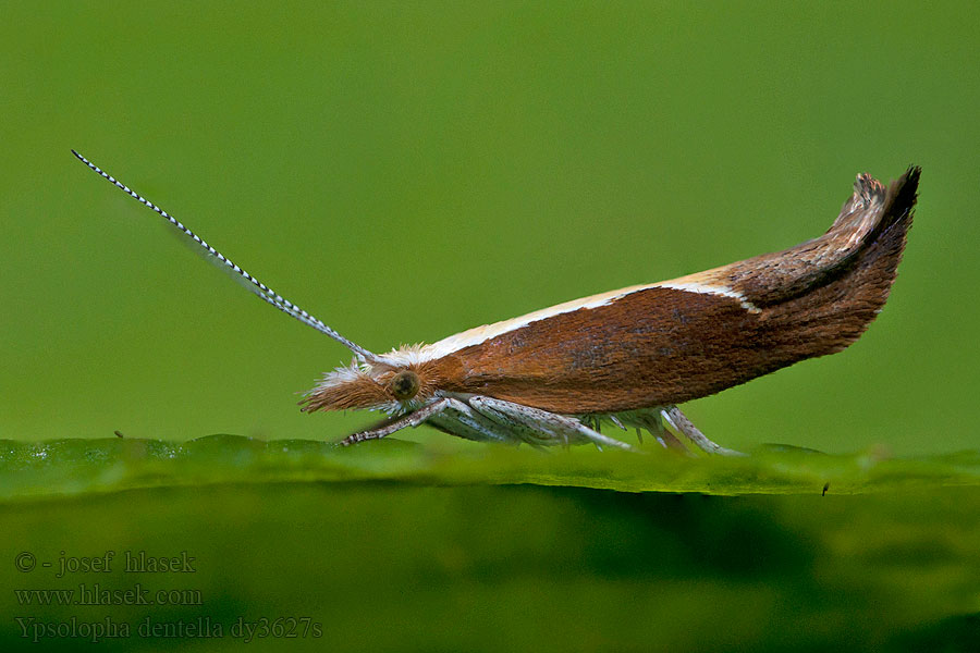 Ypsolopha dentella