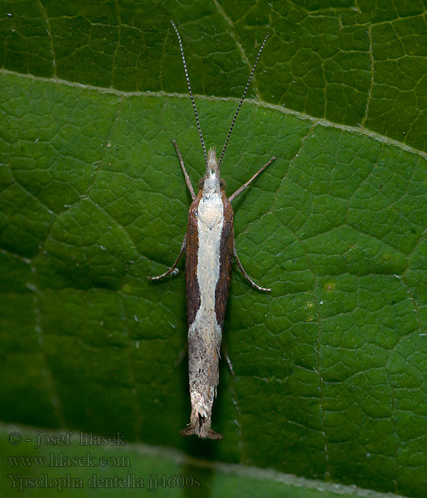Ypsolopha dentella Honeysuckle Moth