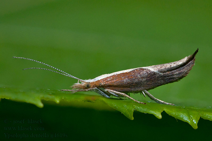 Ypsolopha dentella Člunkovec srpokřídlý