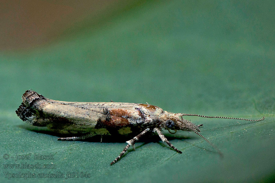 Ypsolopha excisella