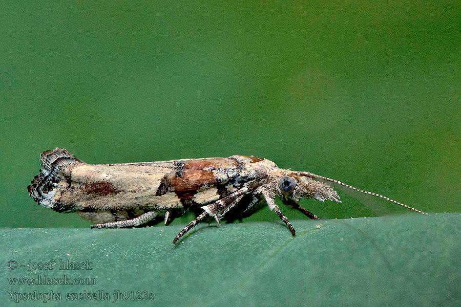 Ypsolopha excisella