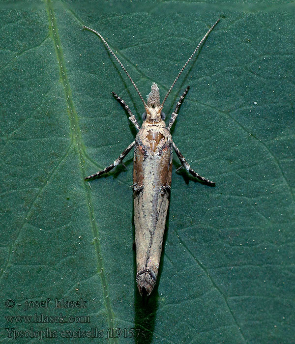 Ypsolopha excisella