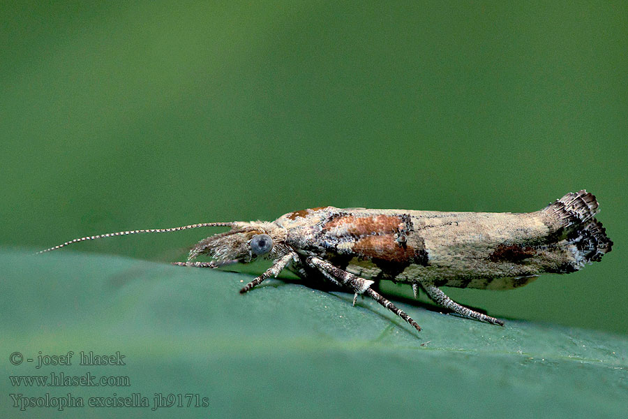 Ypsolopha excisella