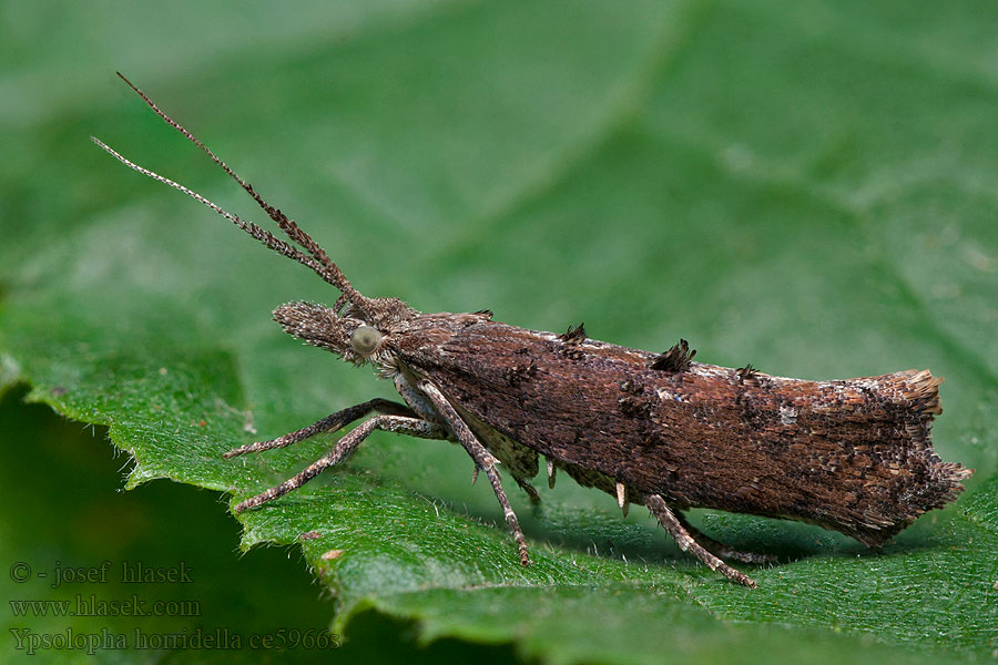 Ypsolopha horridella Člunkovec hnědý Dark Smudge