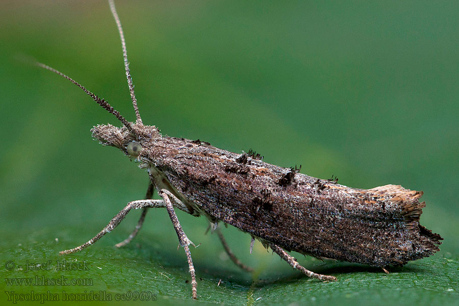 Ypsolopha horridella Molička ovocná Моль серпокрылая плодовая