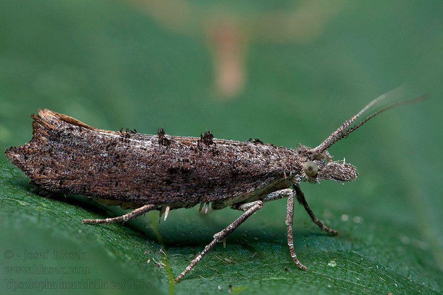 Ypsolopha horridella Grijze spitskopmot Kormos tarkamoly