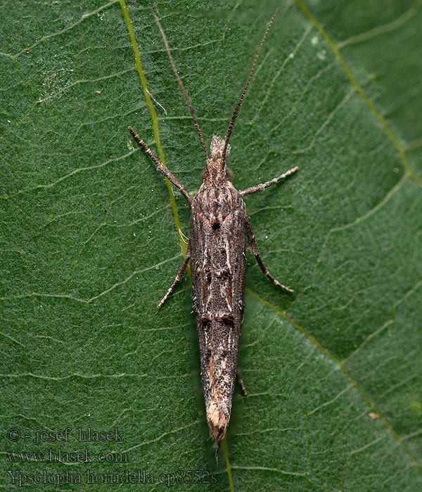 Člunkovec hnědý Ypsolopha horridella