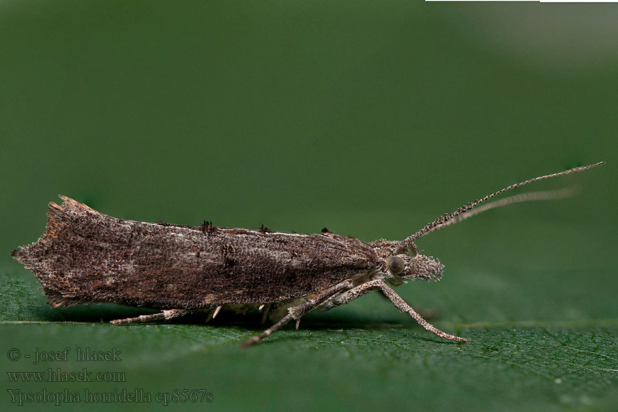 Dark Smudge Molička ovocná Ypsolopha horridella