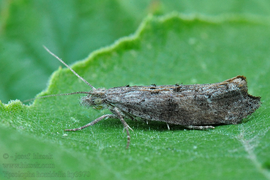 Ypsolopha horridella Slånhöstmal Slåenmøl