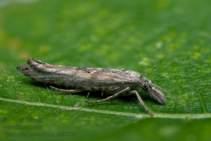 Ypsolopha instabilella