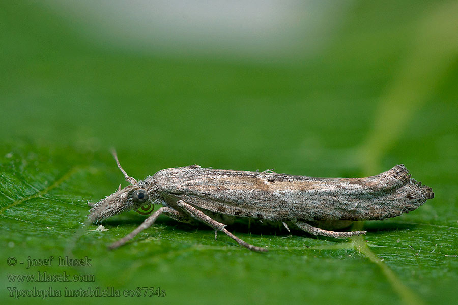 Ypsolopha instabilella