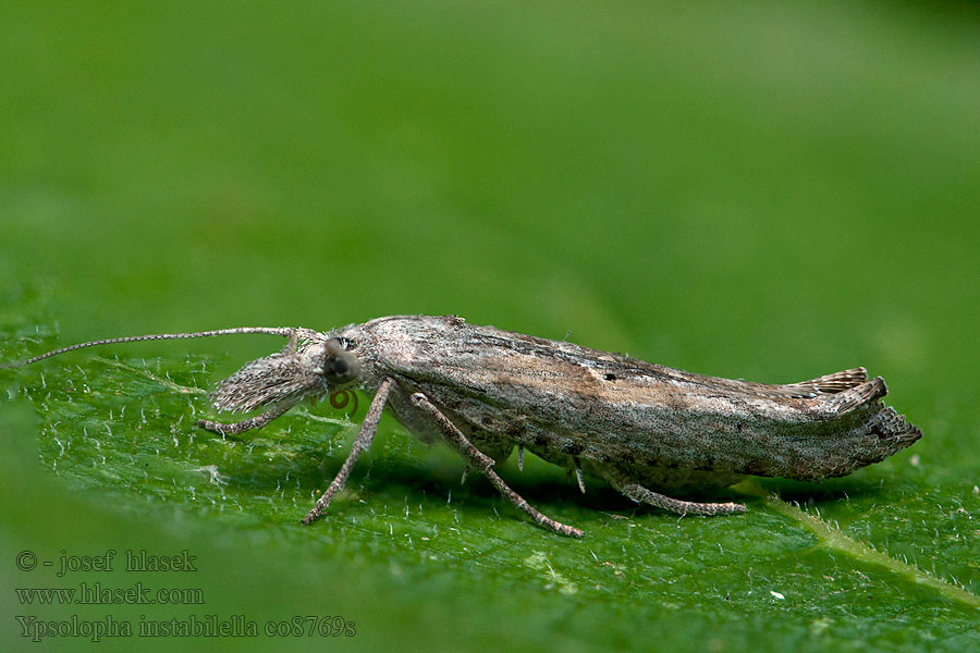 Ypsolopha instabilella