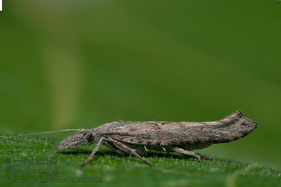 Ypsolopha instabilella