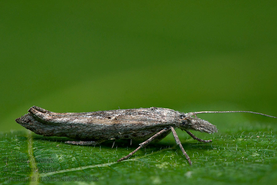 Ypsolopha instabilella