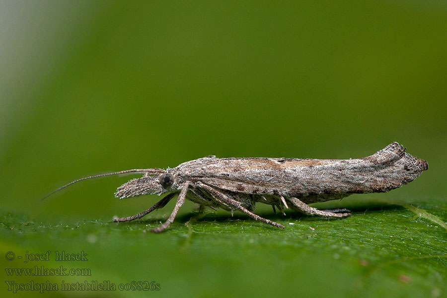 Ypsolopha instabilella