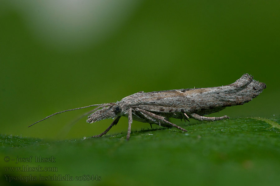 Ypsolopha instabilella