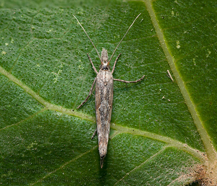 Ypsolopha instabilella