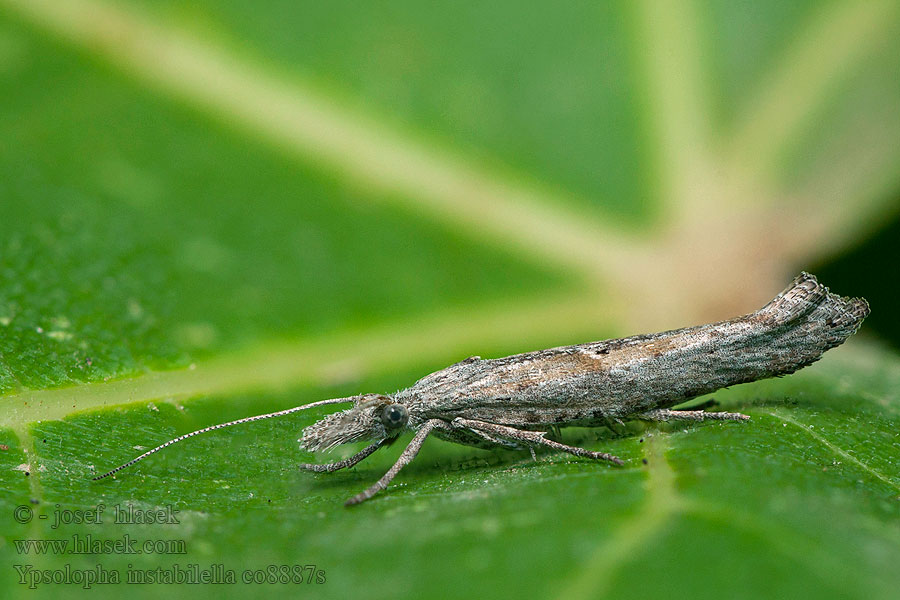 Ypsolopha instabilella