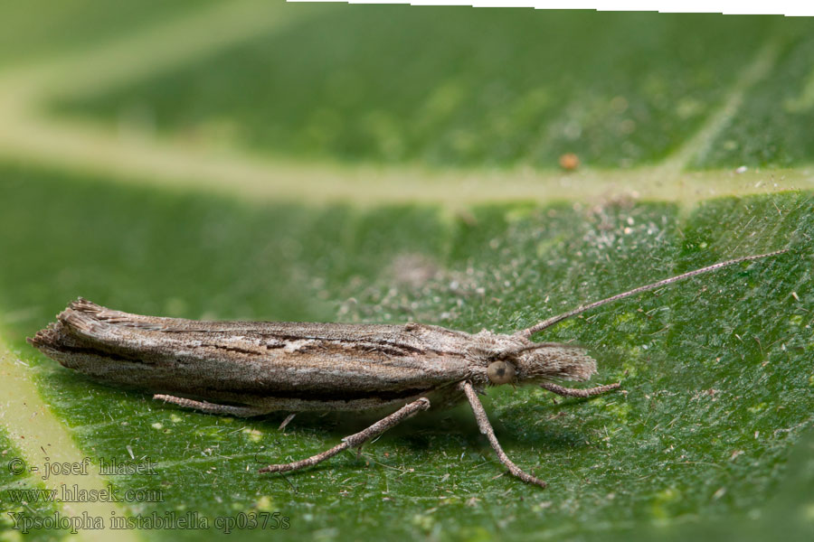 Ypsolopha instabilella