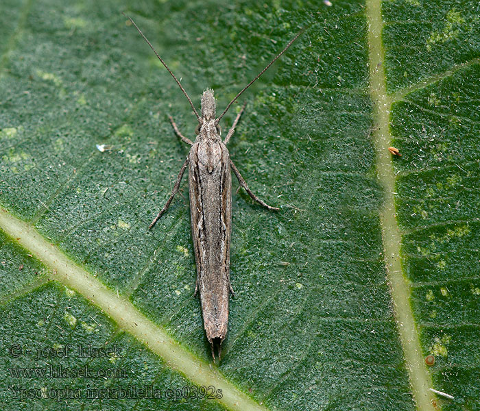 Ypsolopha instabilella