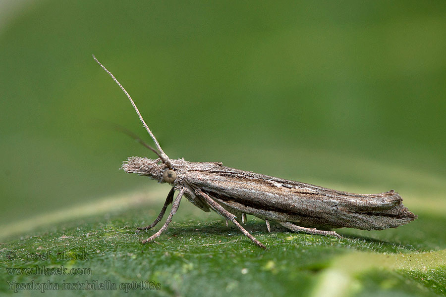 Ypsolopha instabilella