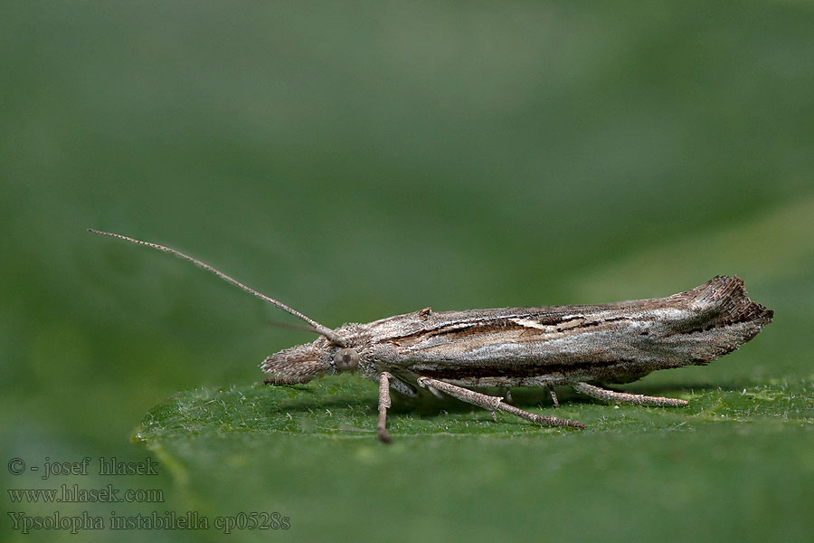 Ypsolopha instabilella