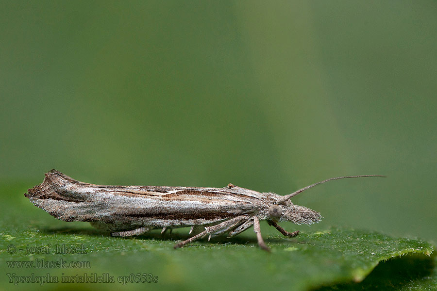 Ypsolopha instabilella