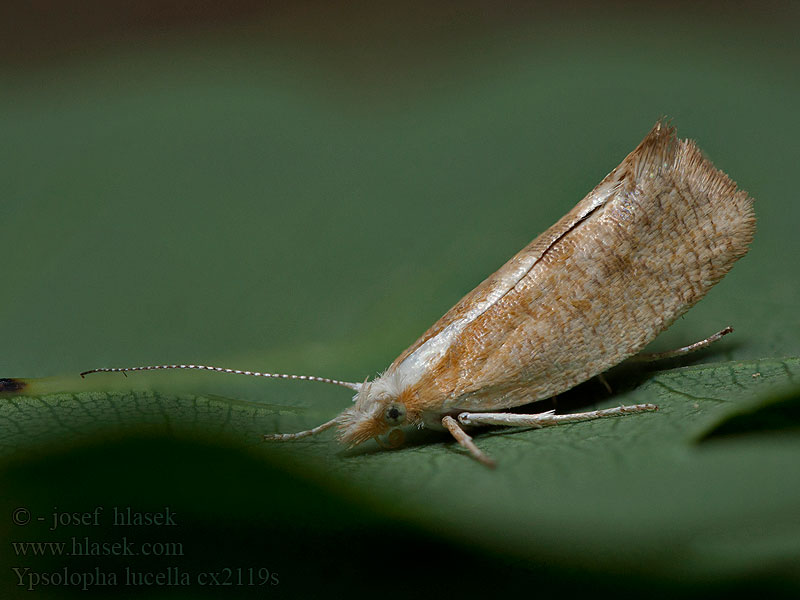 Ypsolopha lucella Člunkovec prosvětlený Plain Smudge