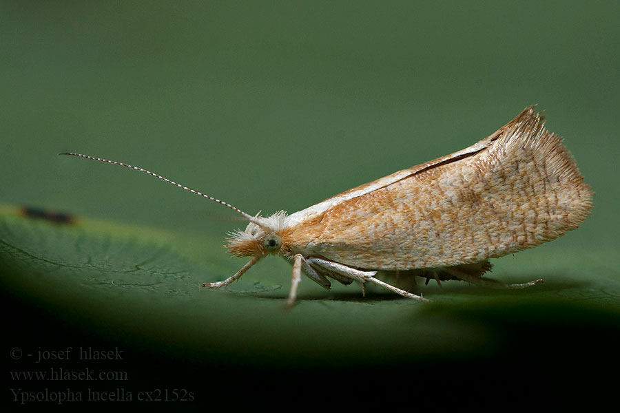 Ypsolopha lucella Серпокрылая моль широколиственная Egehøstmøl