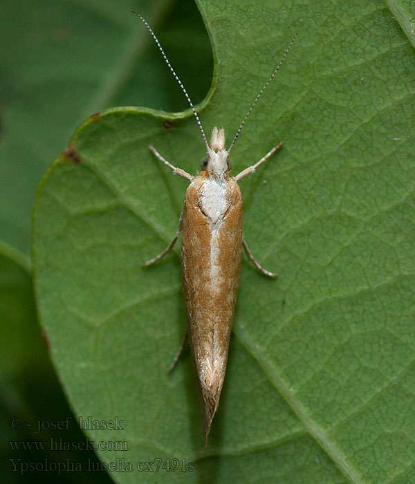 Plain Smudge Molička húštinová Ypsolopha lucella