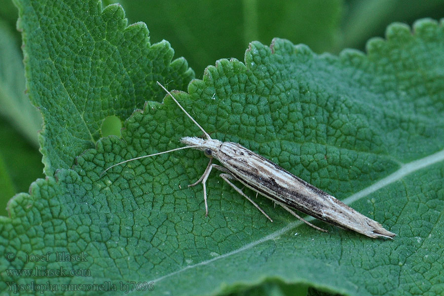 Ypsolopha mucronella