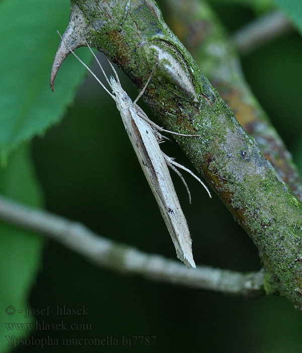 Ypsolopha mucronella