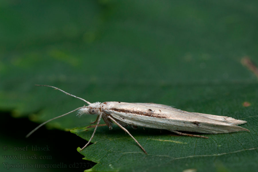 Ypsolopha mucronella