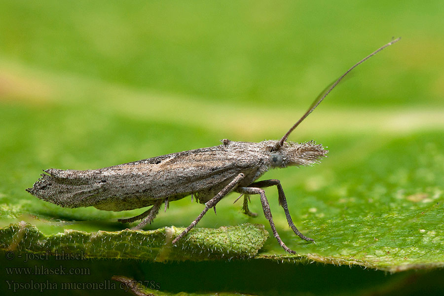 Ypsolopha mucronella Molička bršlenová Smalvleugelspitskopmot