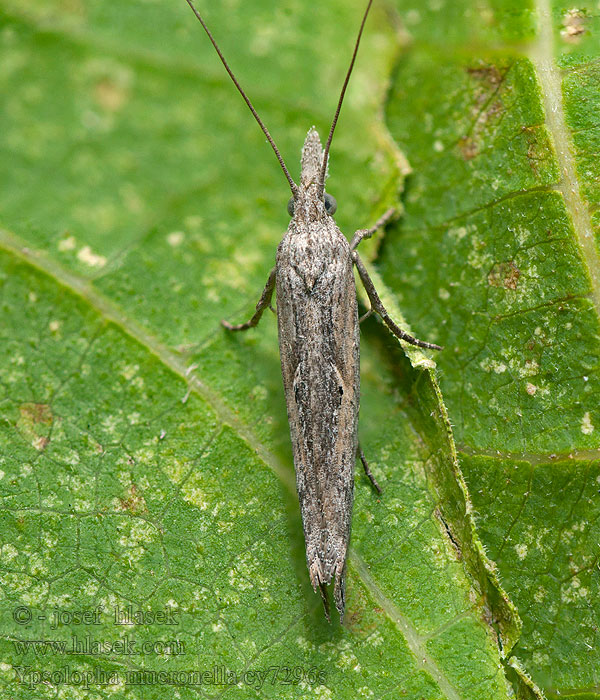 Ypsolopha mucronella Серпокрылая моль бересклетовая