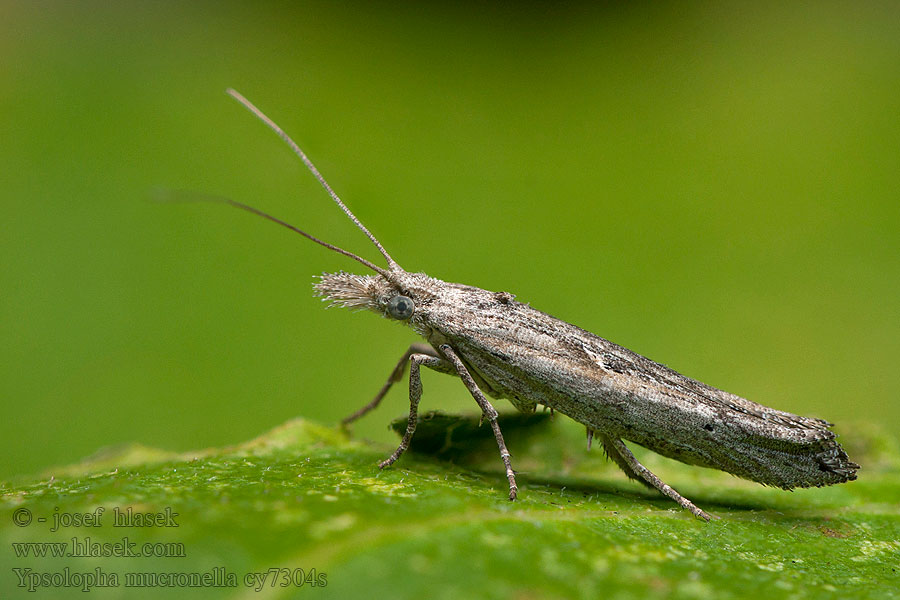 Ypsolopha mucronella Benvedhöstmal Benvedmøl