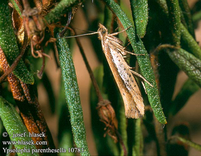 Ypsolopha parenthesella Člunkovec habrový