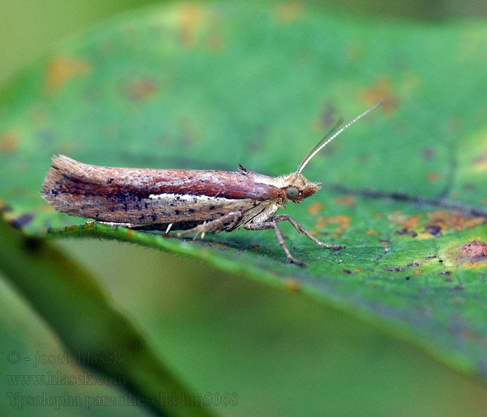 Člunkovec habrový Ypsolopha parenthesella