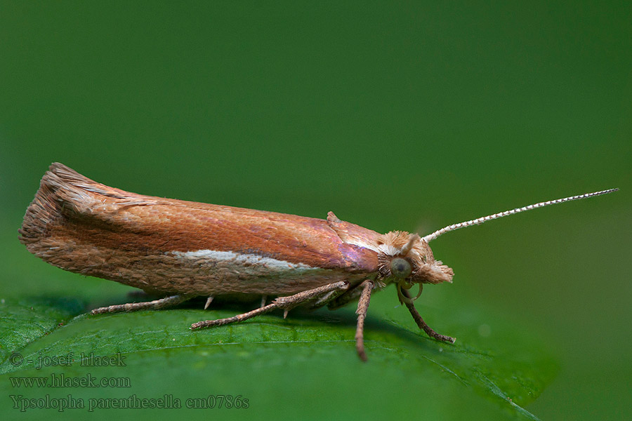 Člunkovec habrový Ypsolopha parenthesella