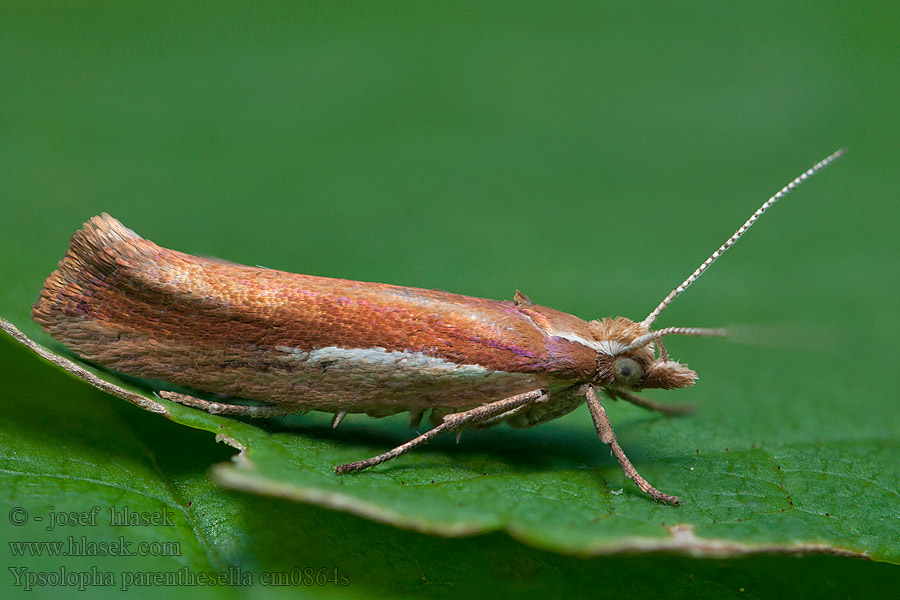 Моль серпокрылая буковая Ypsolopha parenthesella