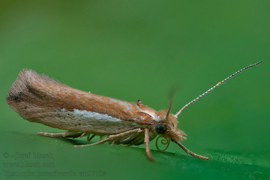 Molička hrabová Ypsolopha parenthesella