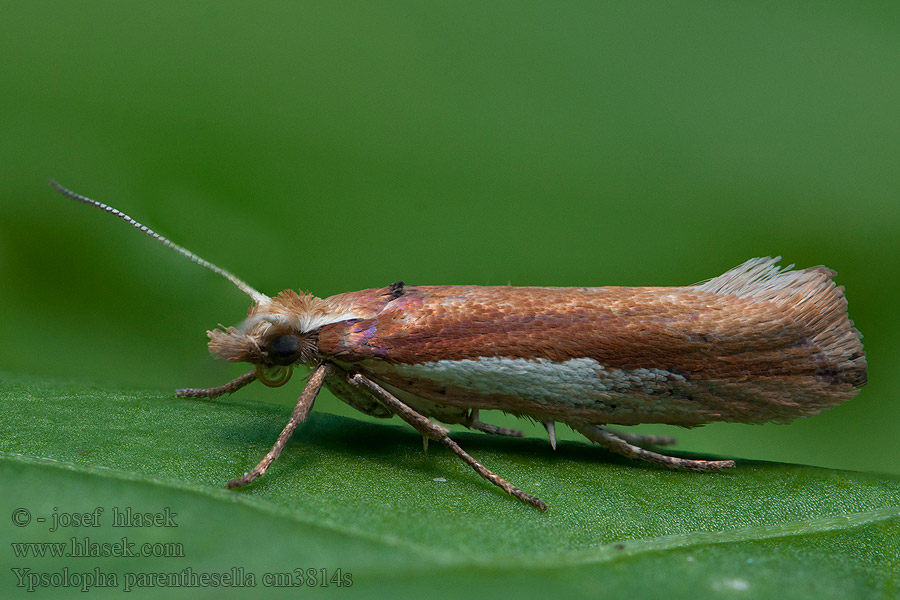 Vitstreckad höstmal Ypsolopha parenthesella