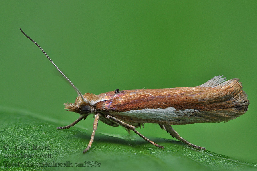 Ypsolopha parenthesella