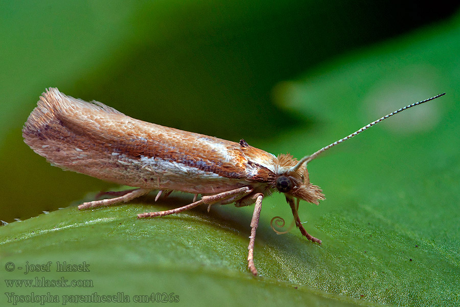 Ypsolopha parenthesella Člunkovec habrový