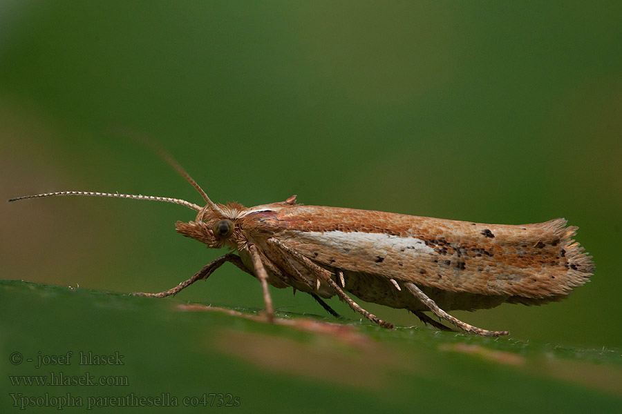 Ypsolopha parenthesella Моль серпокрылая буковая