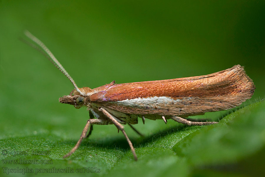 Člunkovec habrový Ypsolopha parenthesella