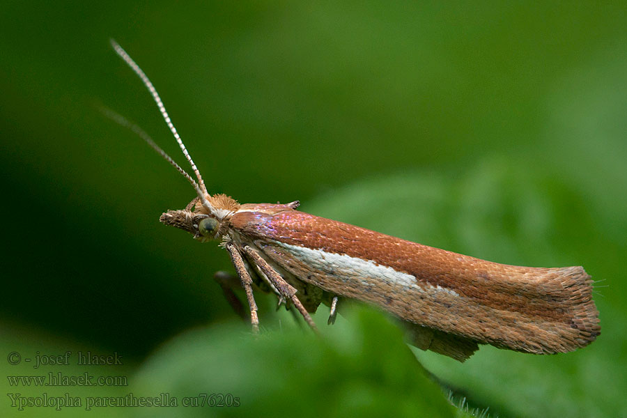 Моль серпокрылая буковая Ypsolopha parenthesella