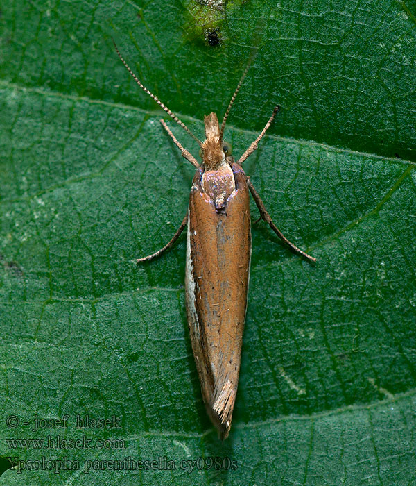 Molička hrabová Vitstreckad höstmal Ypsolopha parenthesella