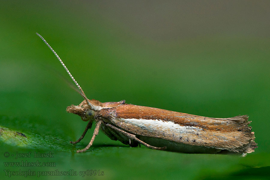 Molička hrabová Ypsolopha parenthesella