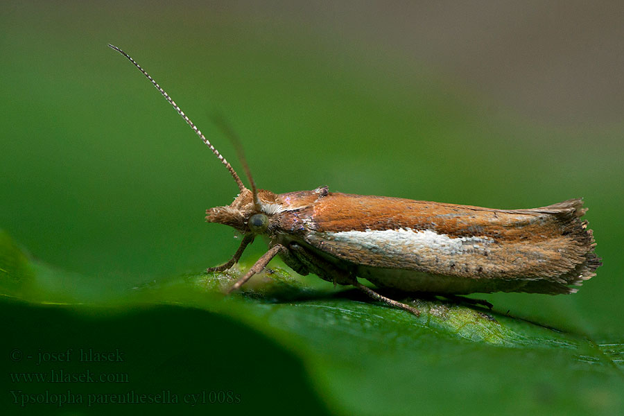 Vitstreckad höstmal Ypsolopha parenthesella